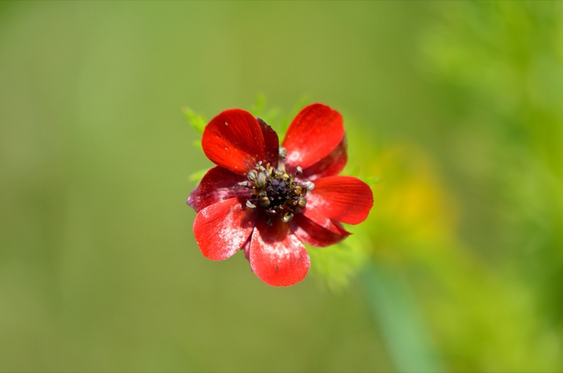 Adonis annuel, fleur rouge en milieu ouvert