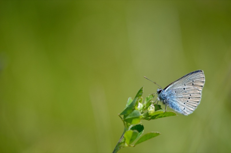 Papillon azuré des anthyllides sur une fleur