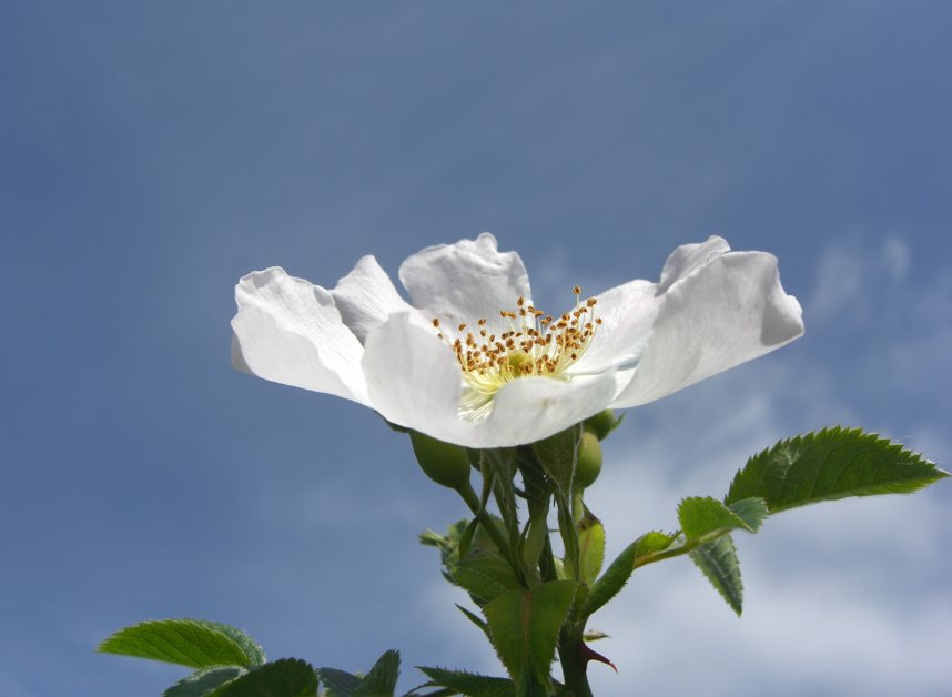 Fleur d'églantier ouverte sur fond de ciel