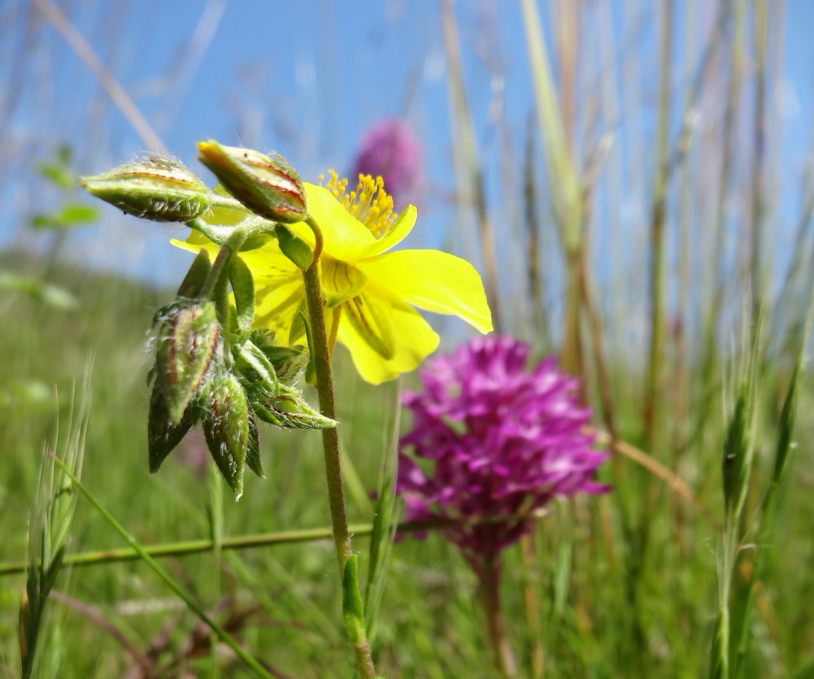 Hélianthème jaune et orchis pyramidal en prairie calcaire