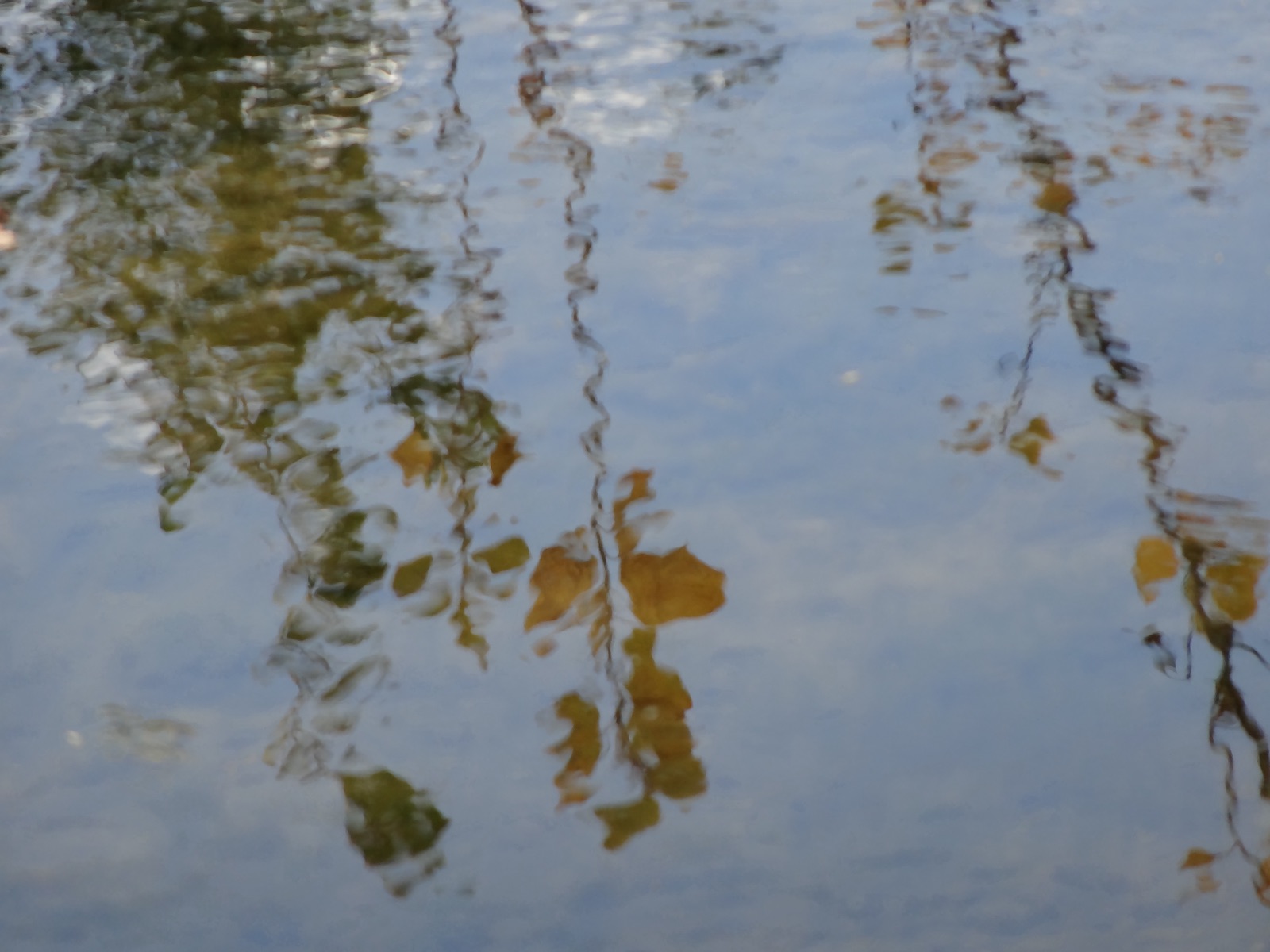 Reflets de végétation à la surface d'une eau calme